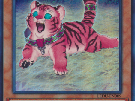 Amazoness Baby Tiger [LEDU-EN009] Ultra Rare Discount